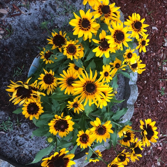 Meet your Posher, Michèle - Picture 1 of 5